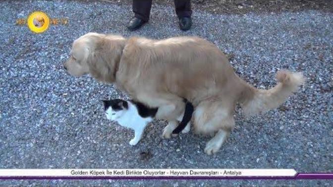 Köpeklerin Kedilerle Çiftleşmesi Normal mi?