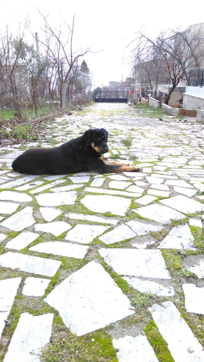 Sizce köpeğimin cinsi ne?