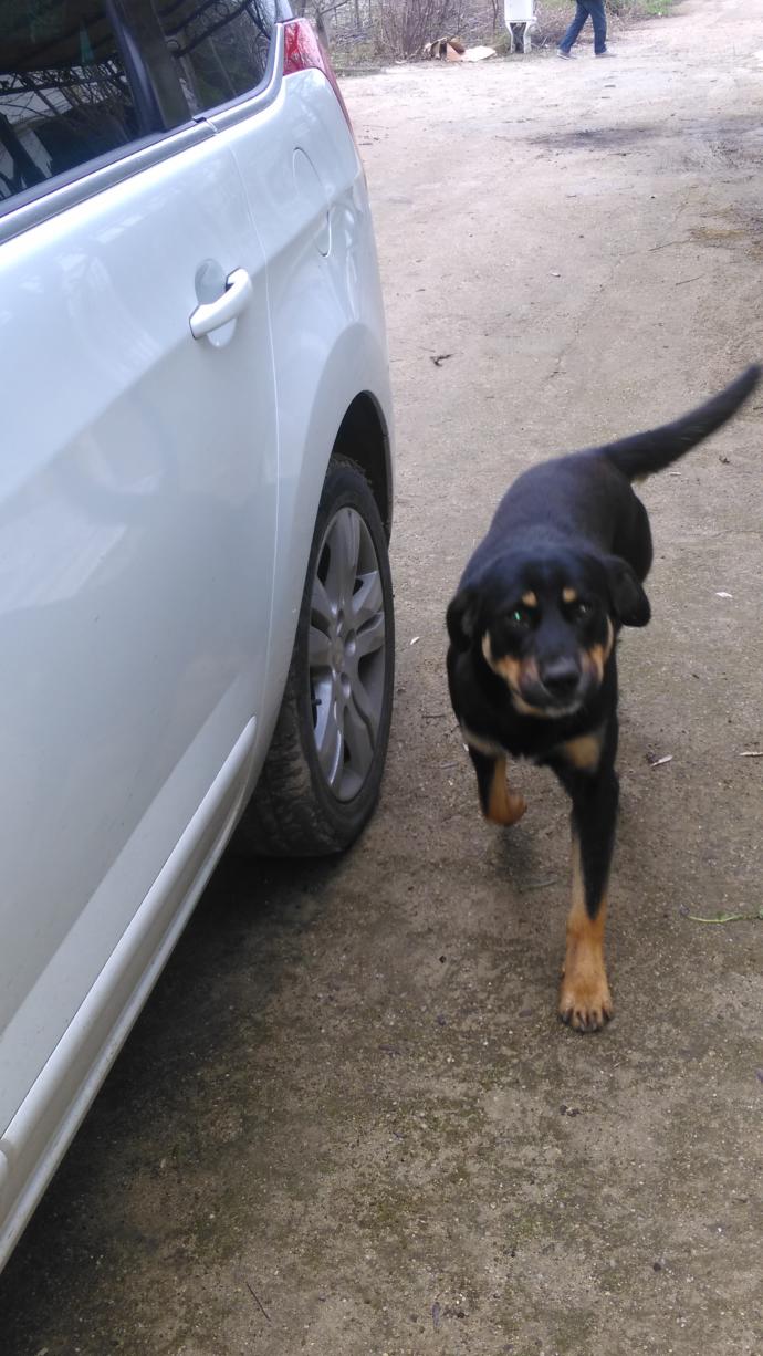 Sizce köpeğimin cinsi ne?