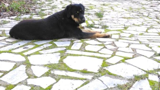 Sizce köpeğimin cinsi ne?