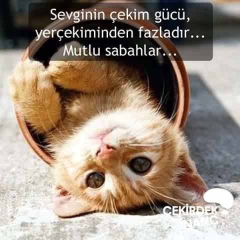 Günaydın😊 Bu sabah güne nasıl başladınız ?