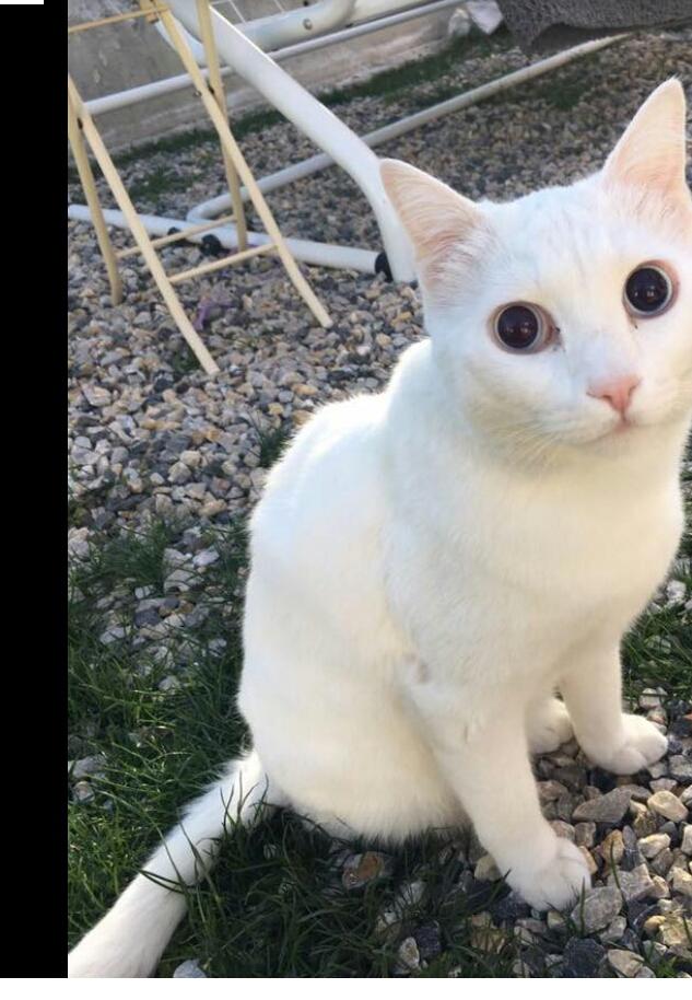 Bahçesine girdiği için kediyi kürekle döven cani kadın için ne diyorsunuz?