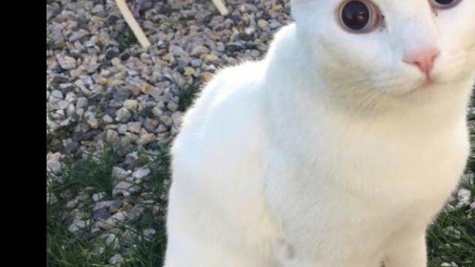 Bahçesine girdiği için kediyi kürekle döven cani kadın için ne diyorsunuz?