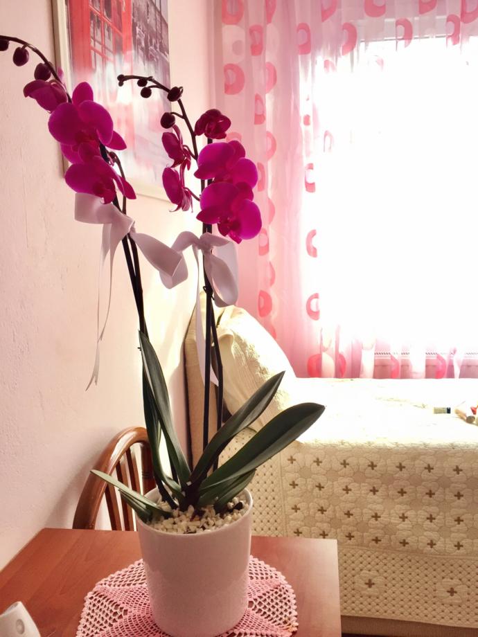 evde orkideye nasıl bakarız? Kaç günde bir ne kadar su vermeliyiz?