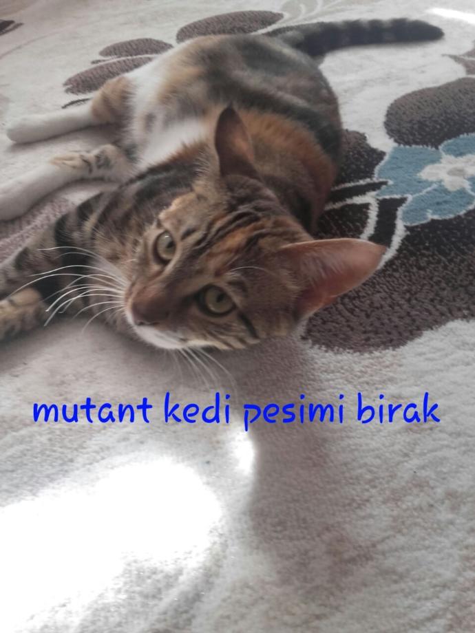 186 boy sizce çok mu uzun yoksa ideal mi sayılır 🤔?