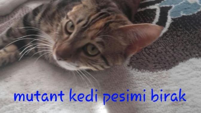 186 boy sizce çok mu uzun yoksa ideal mi sayılır?