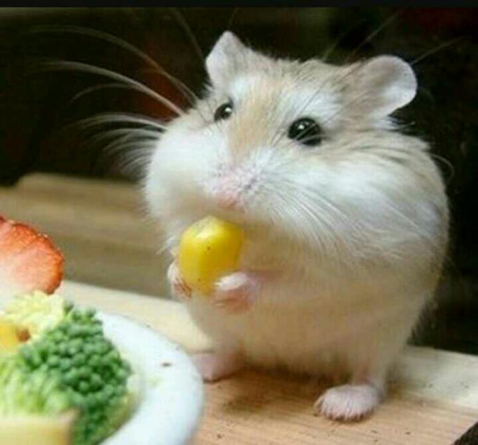 Bana kim hamster hediye etmek ister ??
