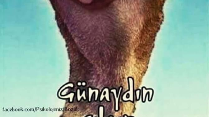 Günaydın çılgın şeyler😊 Nasıl uyandınız yeni haftaya😇🌹?