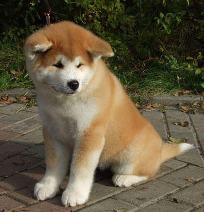 Ailemi köpek almaya nasıl ikna ederim?