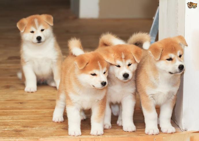 ailemi köpek almaya nasıl ikna ederim?