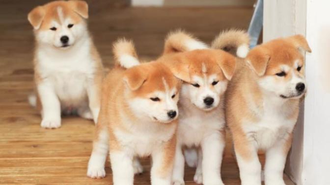 Ailemi köpek almaya nasıl ikna ederim?