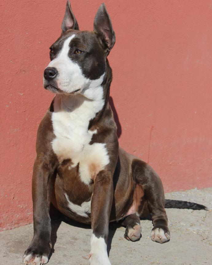 Köpeklerden anlayan arkadaşlar yorumlarınızı bekliyorum?