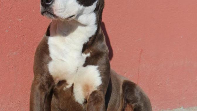 Köpeklerden anlayan arkadaşlar yorumlarınızı bekliyorum?