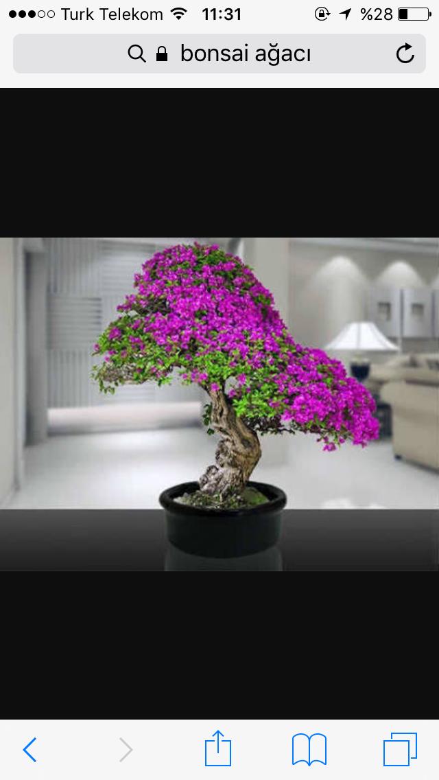 Bonsai ağacı dükkanı açmayı planlıyorum tutar mı sizce?