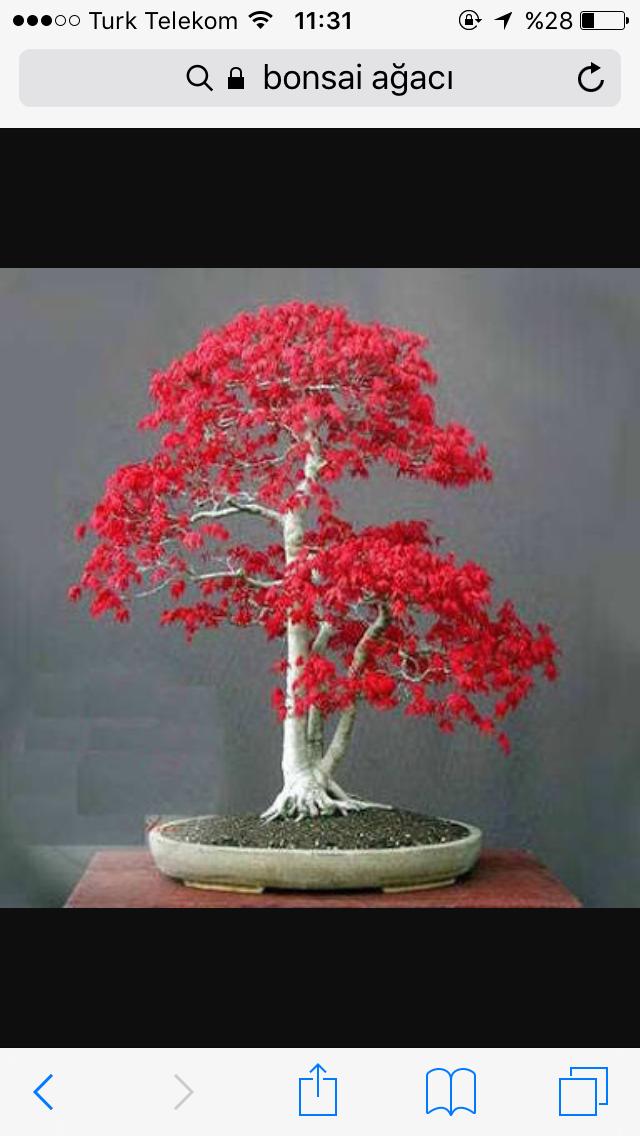 Bonsai ağacı dükkanı açmayı planlıyorum tutar mı sizce?