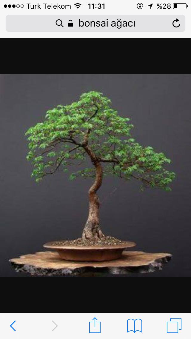Bonsai ağacı dükkanı açmayı planlıyorum tutar mı sizce?
