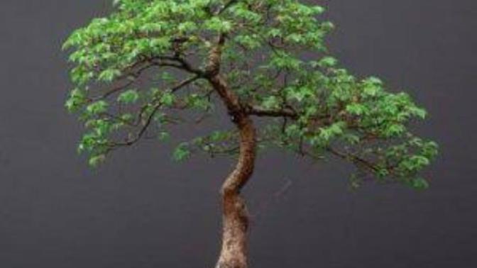 Bonsai ağacı dükkanı açmayı planlıyorum tutar mı sizce?