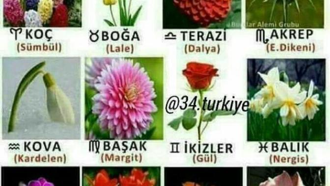 Sizin burcunuz hangi çiçek 💐 (+1)?