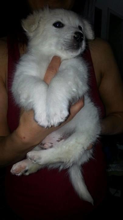 Arkadaşlar bu köpeğin ırkını bilen VAR MI? Sahiplendik?