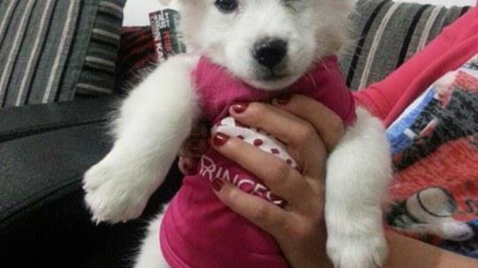 Arkadaşlar bu köpeğin ırkını bilen VAR MI? Sahiplendik?