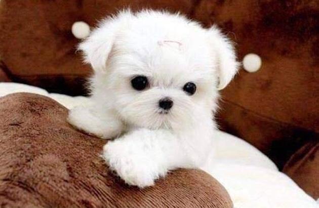 Köpek alıyorum isim önerisi 💕🐶?