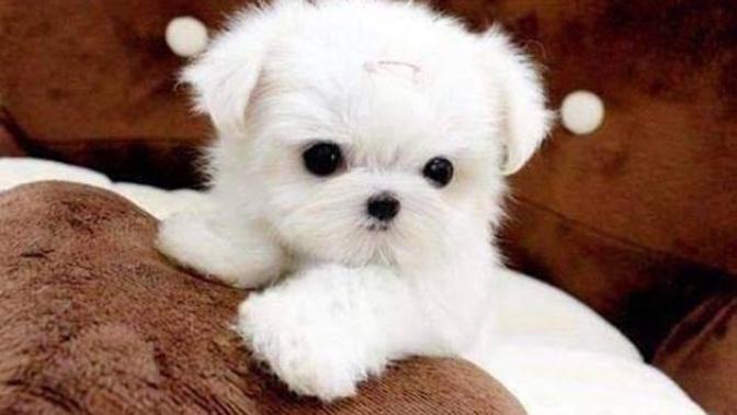 Köpek alıyorum isim önerisi 💕🐶?
