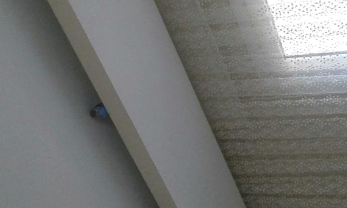 muhabbet kuşum tavandan inmiyor ne yapmam lazım??