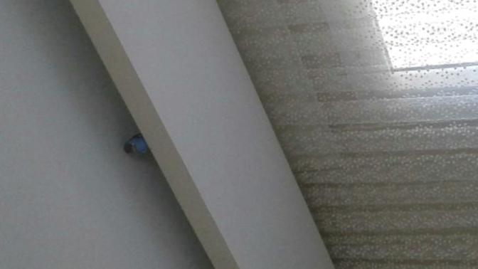 Muhabbet kuşum tavandan inmiyor ne yapmam lazım?