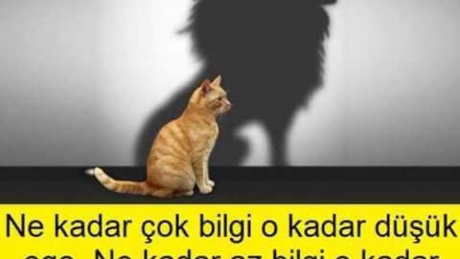 Egoyla bilginin ters orantılı olduğuna katılıyor musunuz? Sizce "egoist insanlar" daha mı az bilgilidir?