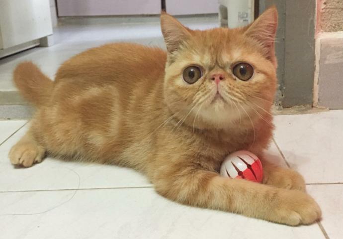 Yeni kedi aldım. Nasıl?