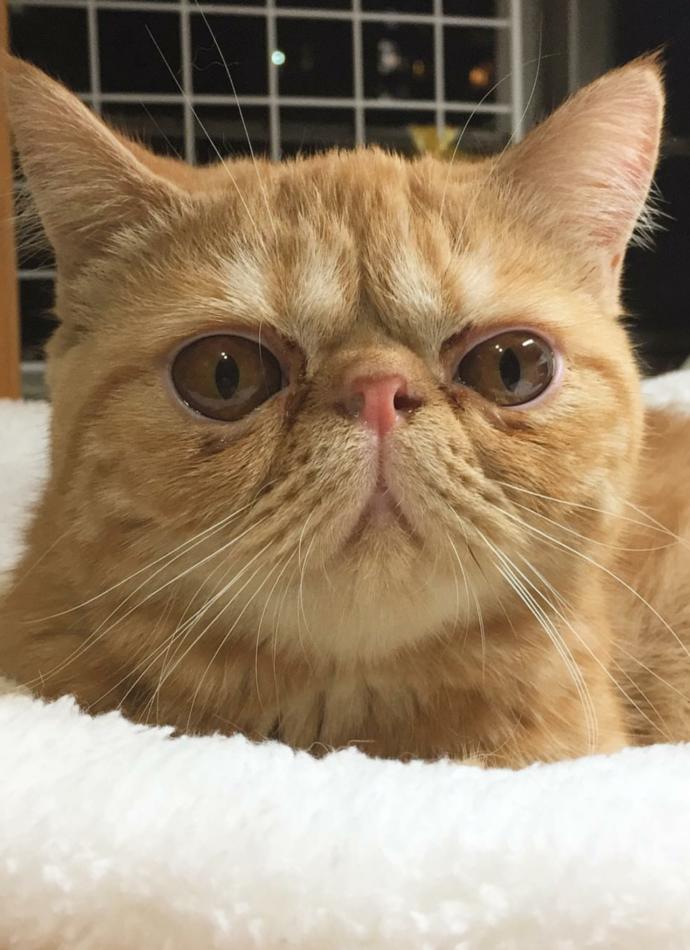 Yeni kedi aldım. Nasıl?