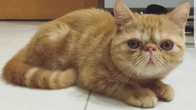 Yeni kedi aldım. Nasıl?