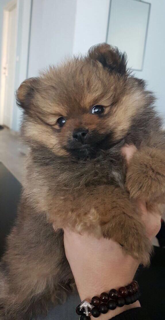 Süs Köpeği (pomeranian, maltese terrier, poodle)?