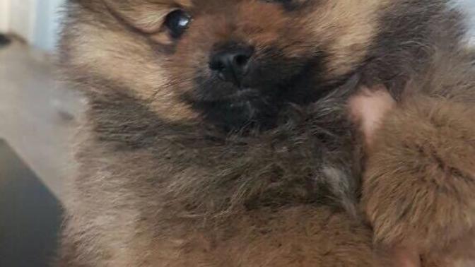 Süs Köpeği (pomeranian, maltese terrier, poodle)?