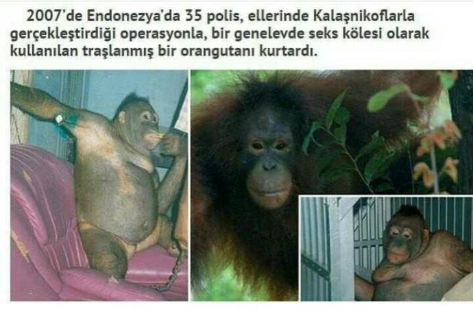 Genelevde seks kölesi olarak çalıştırılan orangutan??