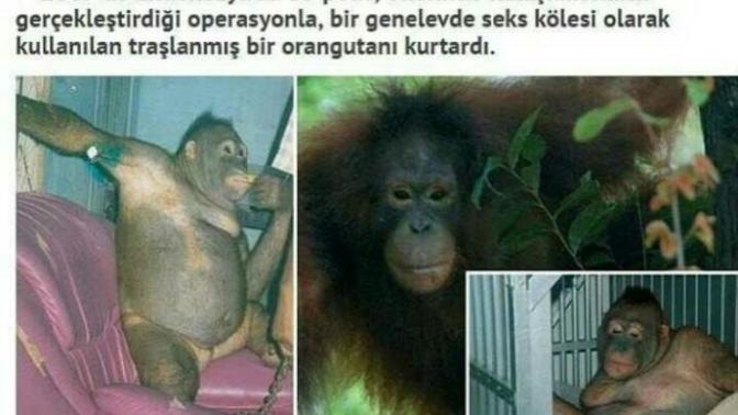 Genelevde seks kölesi olarak çalıştırılan orangutan?