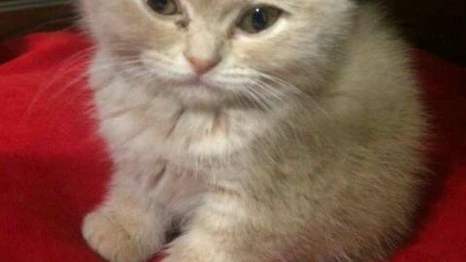Kedi almak istiyorum?