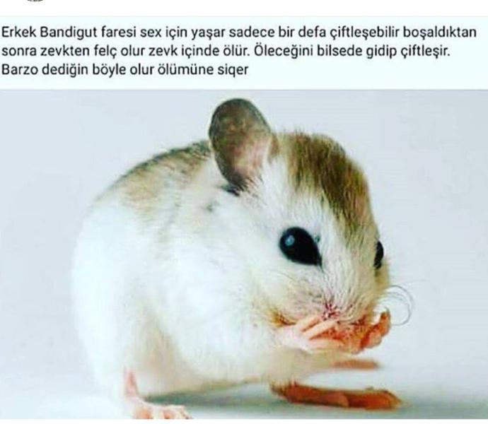Öleceğinizi bilseniz  seks yaparmiydiniz bandigut faresi gibi altin vuruş?