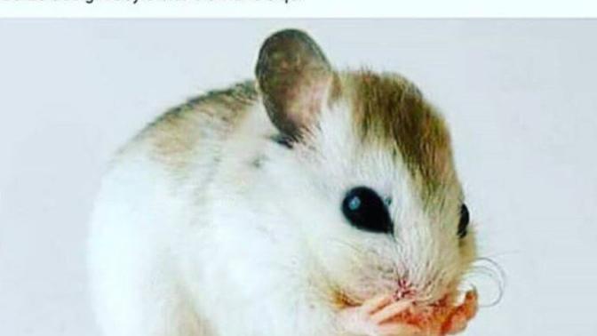 Öleceğinizi bilseniz  seks yaparmiydiniz bandigut faresi gibi altin vuruş?