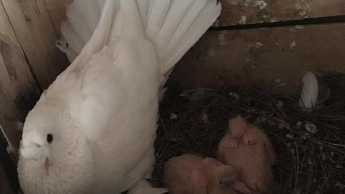 Daha önce güvercin yavrusu gördünüz mü? Daha gözleri açılmadı manevi evlatlarımın?