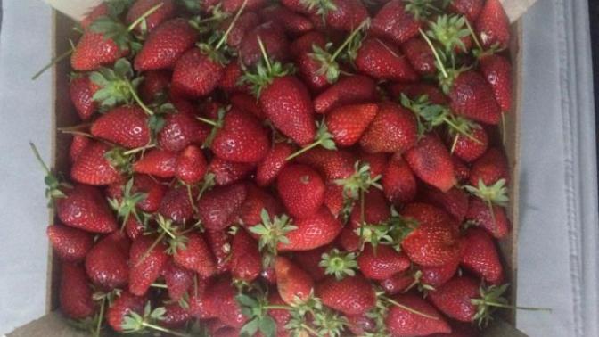 Çilek seviyor musunuz? 🍓 😋?