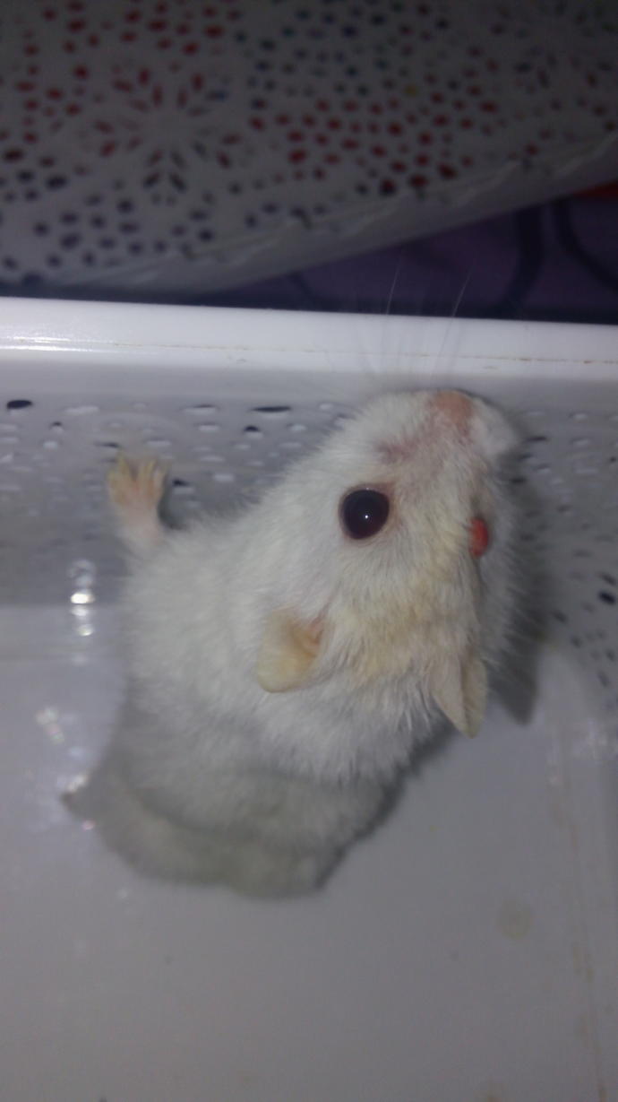 Hamsterın göz rengi neden değişir?