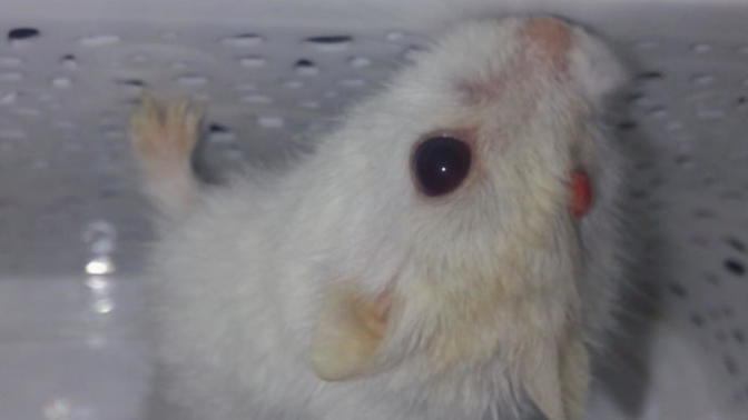 Hamsterın göz rengi neden değişir?