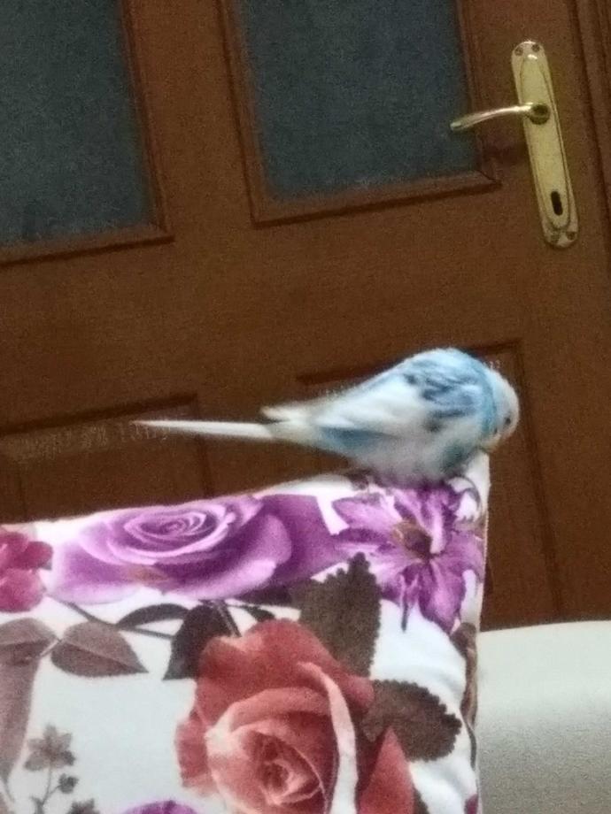 erkek muhabbet kuşum sürekli yastığa sürtünüyor😊acaba mastürbasyon mu yapıyor 🙊?