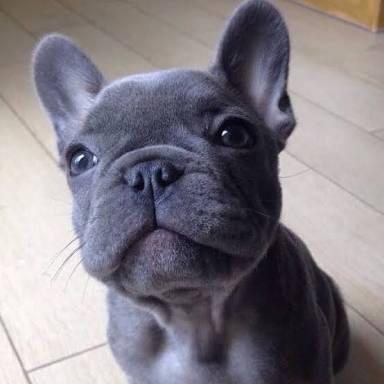 French Bulldog besleyenler var mı?