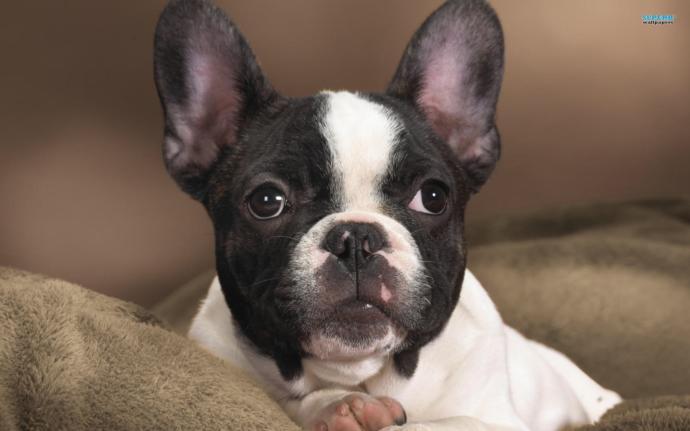 French Bulldog besleyenler var mı?
