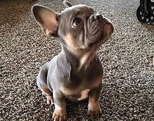 French Bulldog besleyenler var mı?