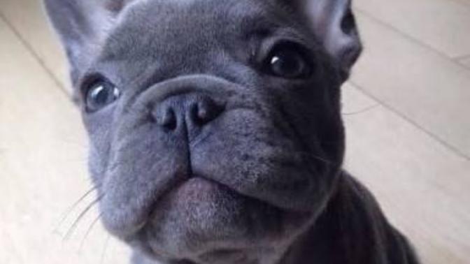 French Bulldog besleyenler var mı?