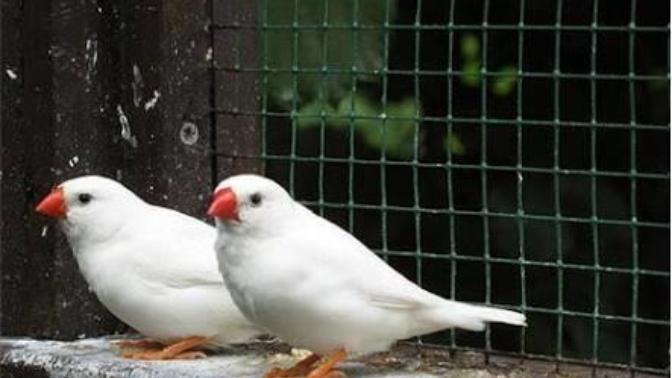 HİNT BÜLBÜLÜ (zebra ispinozu da deniyor) BESLEYEN VAR MI ARANIZDA 😊😇🐦 🐦 🐦 💝😄?
