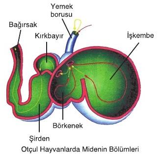Otçul hayvanlarda mide